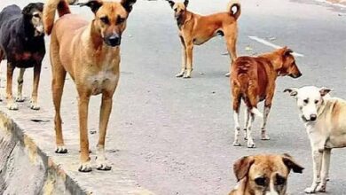 आवारा कुत्तों के झुंड ने 10 वर्ष के बच्चे पर किया हमला, हालात गंभीर